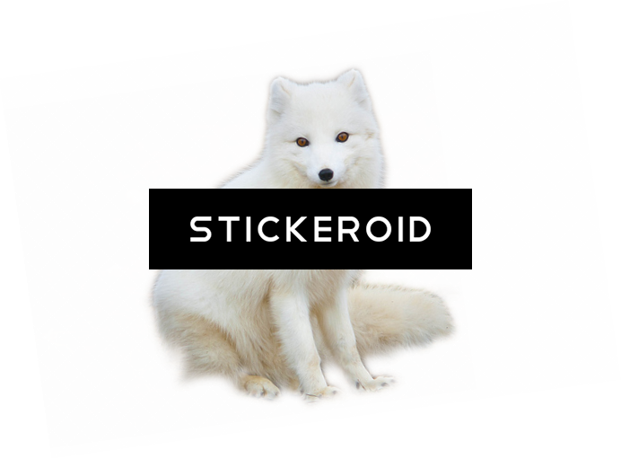 Arctic Fox Animals - Arctic Fox - Free Transparent PNG Download - PNGkey