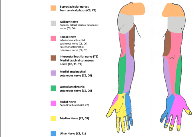 Download Schematic Representation Of The Sensory Innervation ...