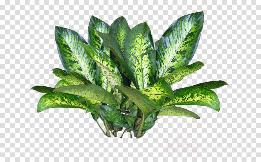 Download Plant Texture Png Clipart Plants Png Format Png Flowers