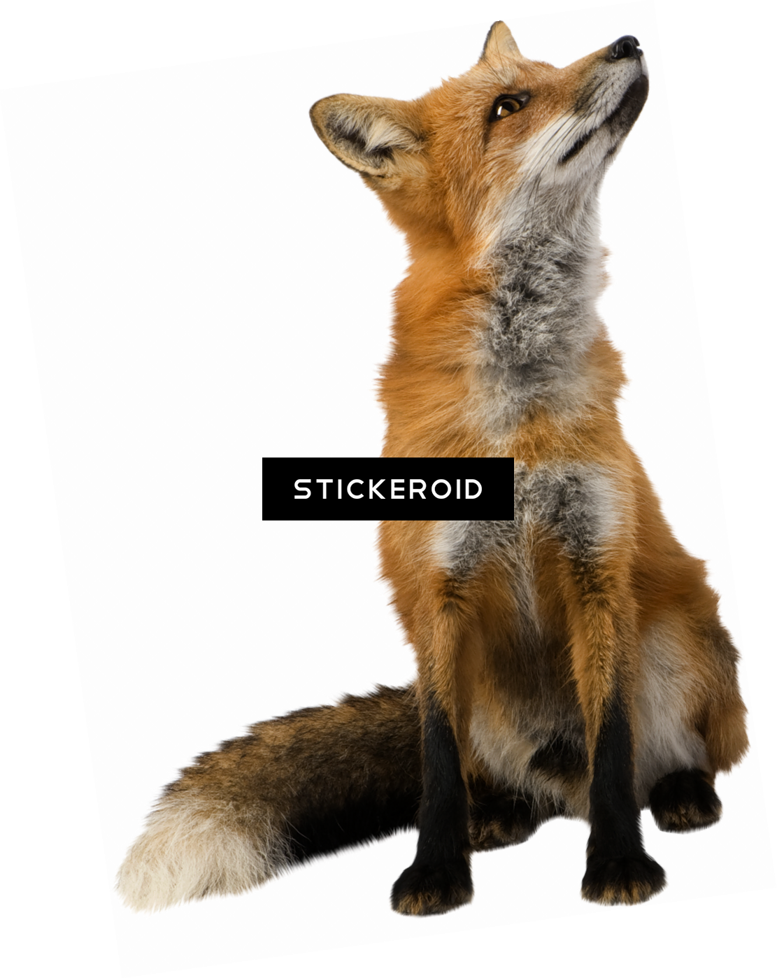 Fox - Fox Images Transparent Background - Free Transparent PNG Download