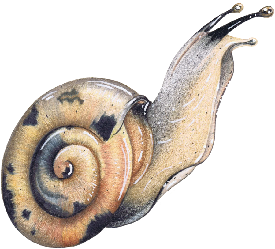 Download Colored Pencil Garden Snail Wildlife Illustration Animal ...