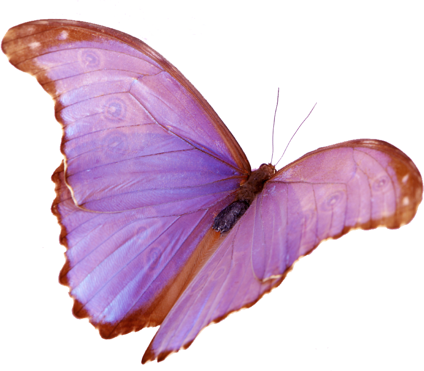 download-wings-png-image-with-no-background-pngkey