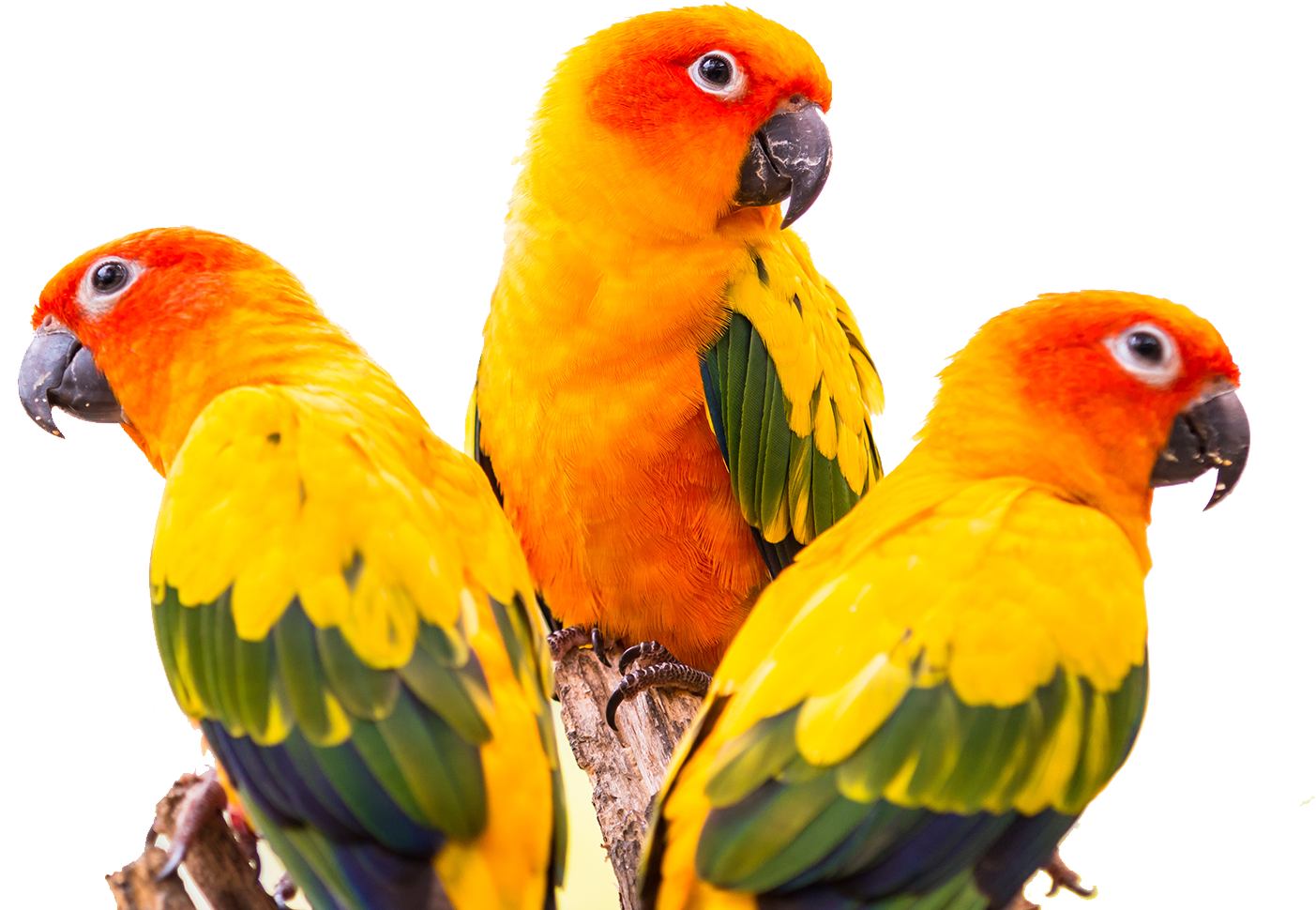 Download Conure Green Cheeked Parakeet Bird Colorful Greencheeked Sun Conure Bird Png Png Image With No Background Pngkey Com