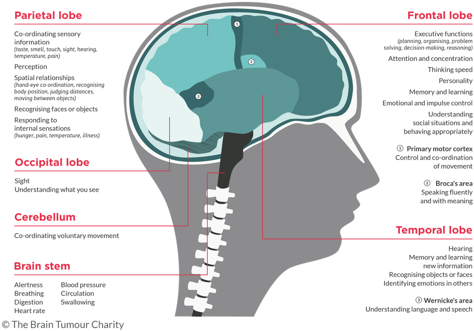 Download Symptoms Based On Brain Tumour Location The Brain Tumour 