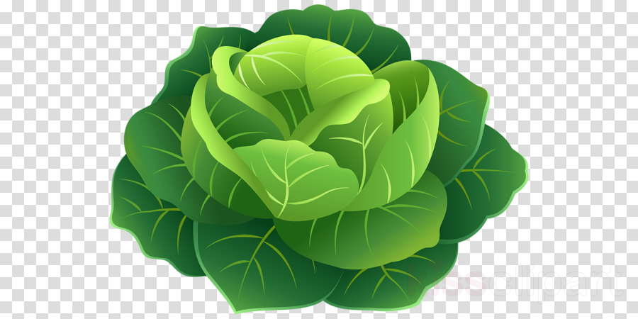 Cabbage Png Clipart Clip Art - Free Transparent PNG Download - PNGkey