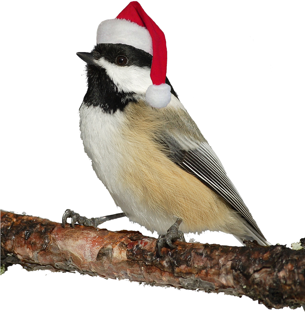 bird with christmas hat