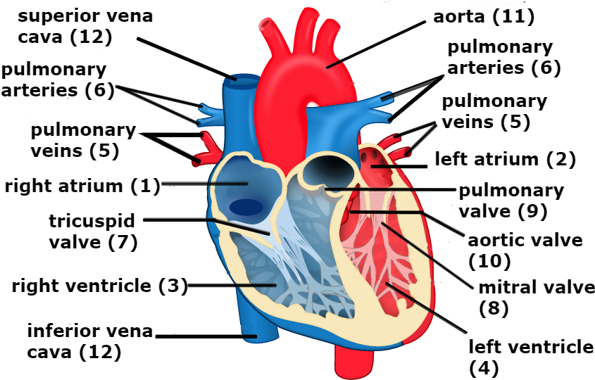 Veins Transparent Heart - Heart And Circulation Diagram - Free ...