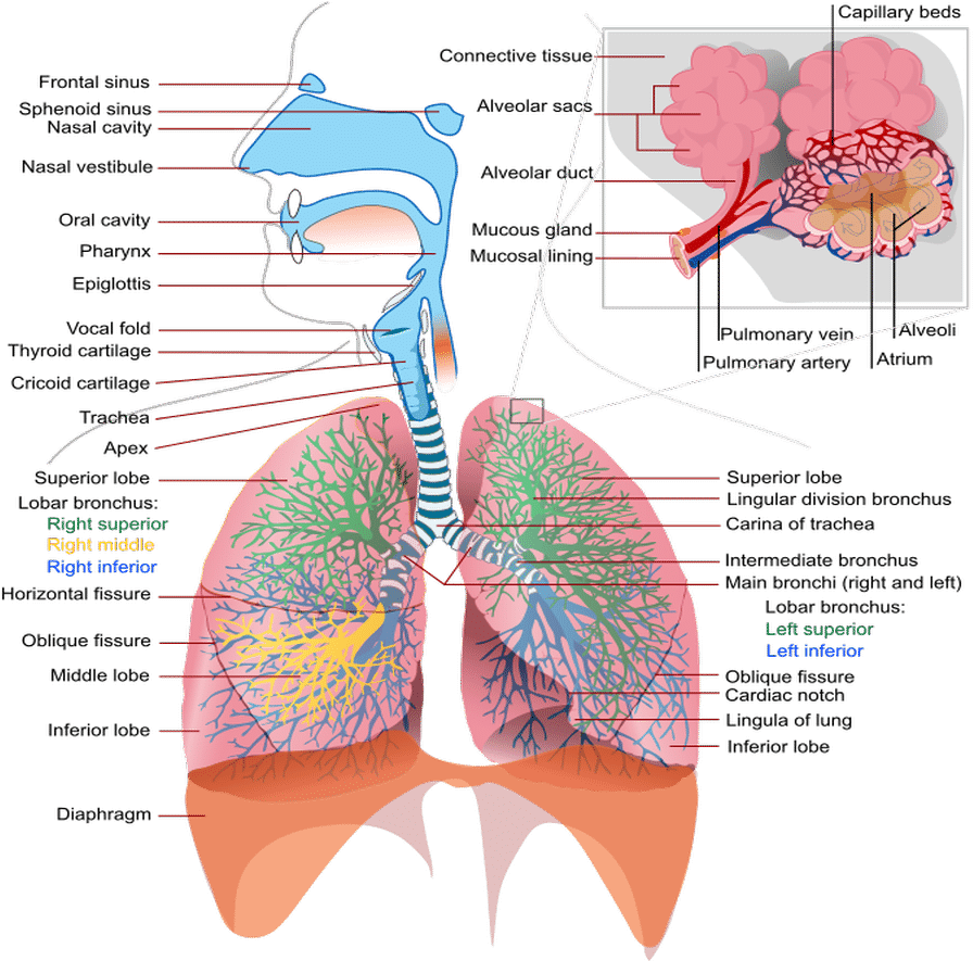 Download Effects Tobacco Respiratory System - Respiratory Complications ...