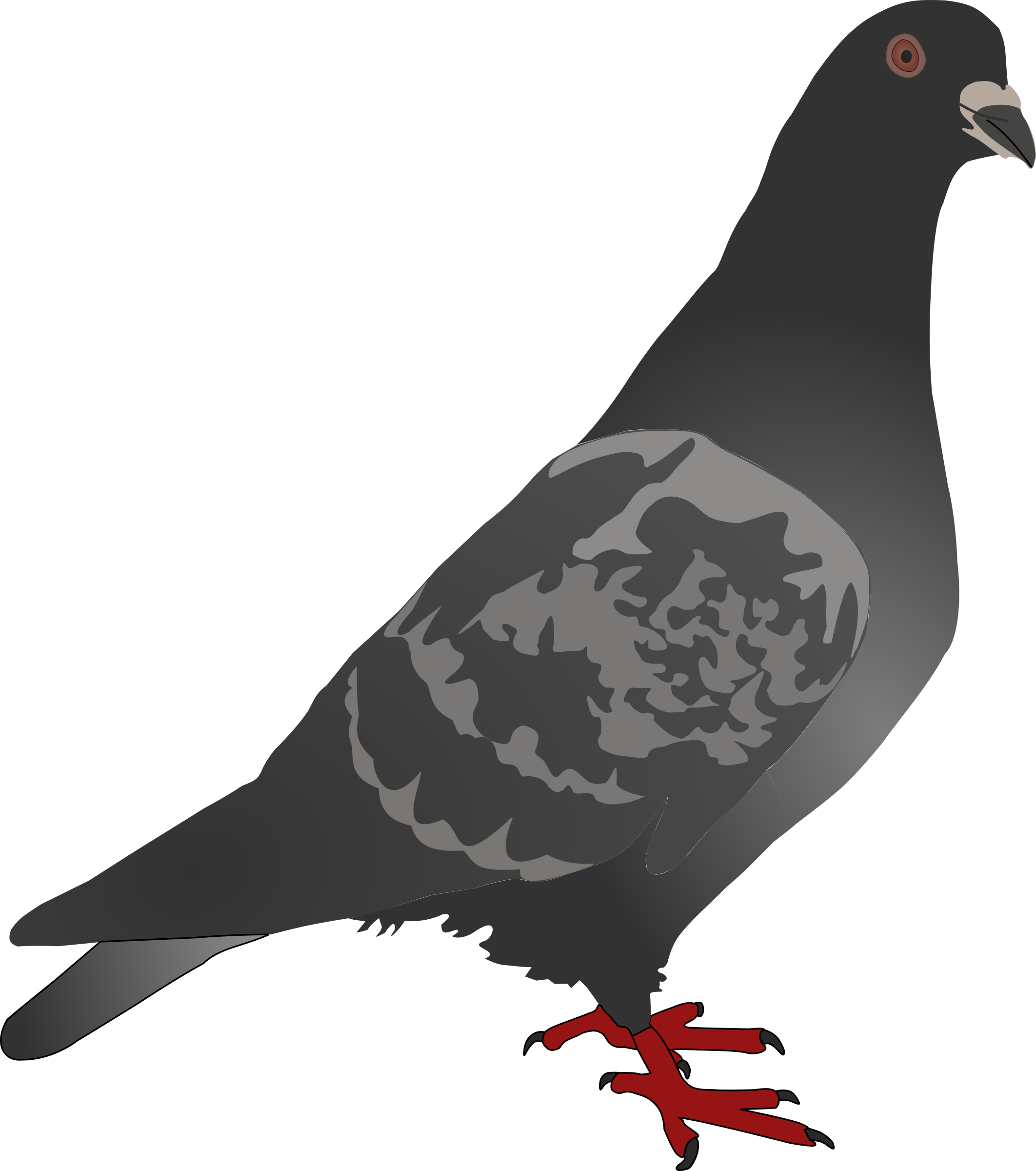 download columbidae english carrier pigeon homing pigeon american pigeon clip art png black and white png image with no background pngkey com