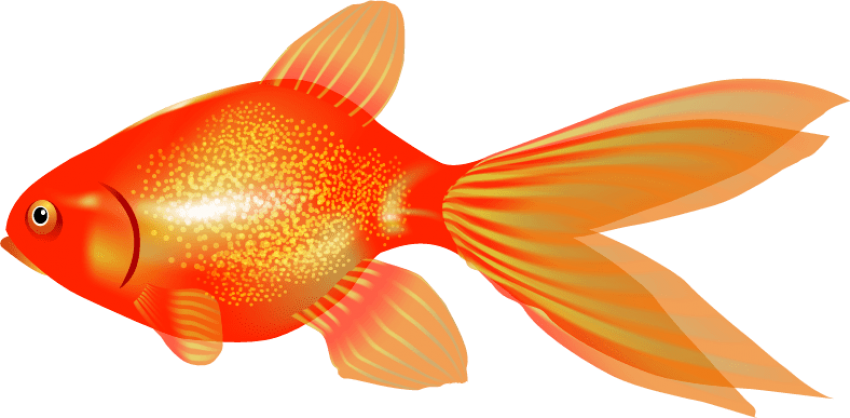 Download Free Png Goldfish Png Images Transparent - Portable Network ...