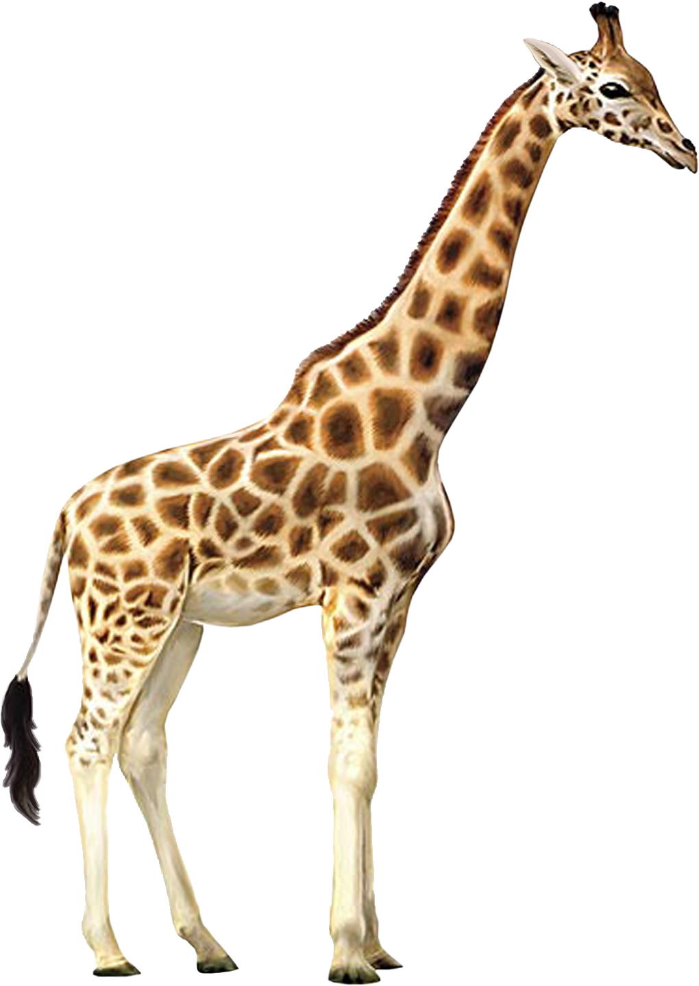 Download Graphic Transparent Library Animals Png Free Images Giraffe Png Png Image With No Background Pngkey Com