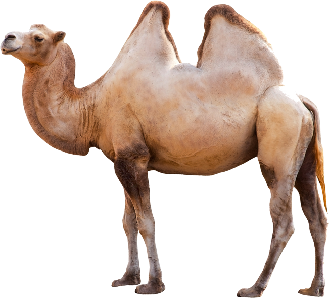 Camel Png Picture - Camello Png (651x596), Png Download
