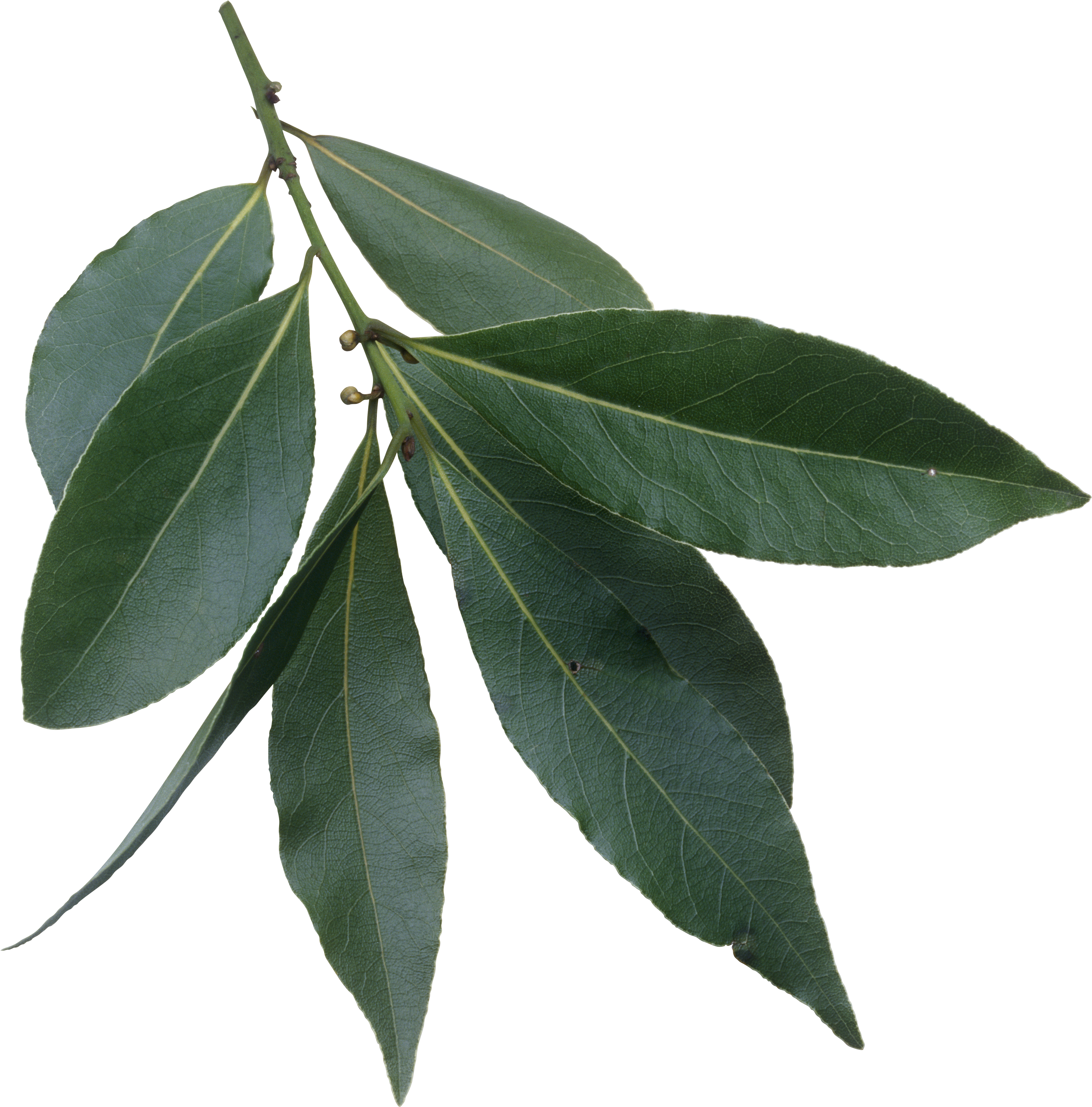 Download Laurus Nobilis Leaves Fresh Bay Leaves Png Png Image With No Background Pngkey Com