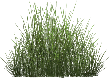 Download Desert Grass Png Steppe Png Image With No Background Pngkey Com