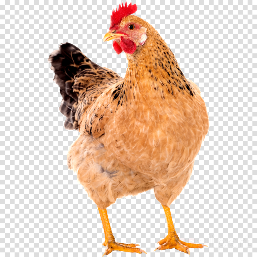 Chicken Pic Png Clipart Leghorn Chicken Clip Art Hen Chicken Hen Png