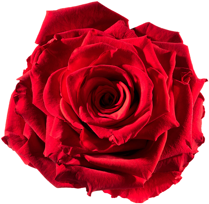 Download Preserved Rose Red-passion - Rose Cut Out PNG Image with No ...