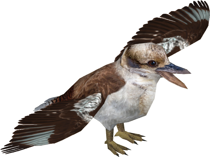 Download Laughing Kookaburra - Kookaburra Png PNG Image with No ...