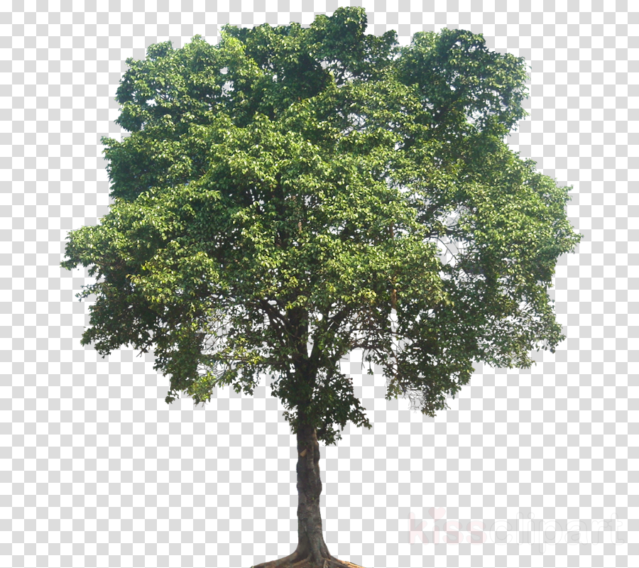 Elm Tree Png Clipart Tree Sycamore Maple - Mexican Pinyon - Free ...