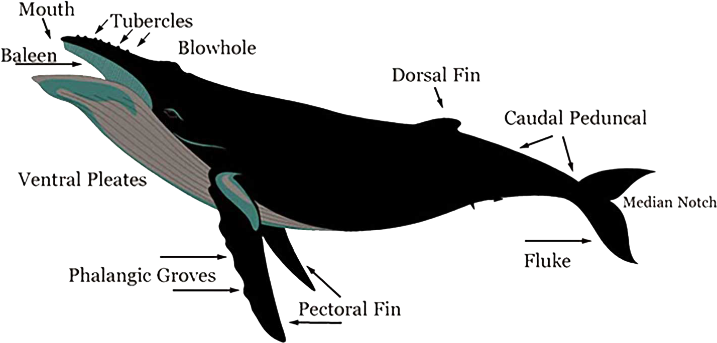 Форма тела кита. Внутреннее строение синего кита. Строение кита схема. Строение конечностей китообразных. Голубой кит строение.