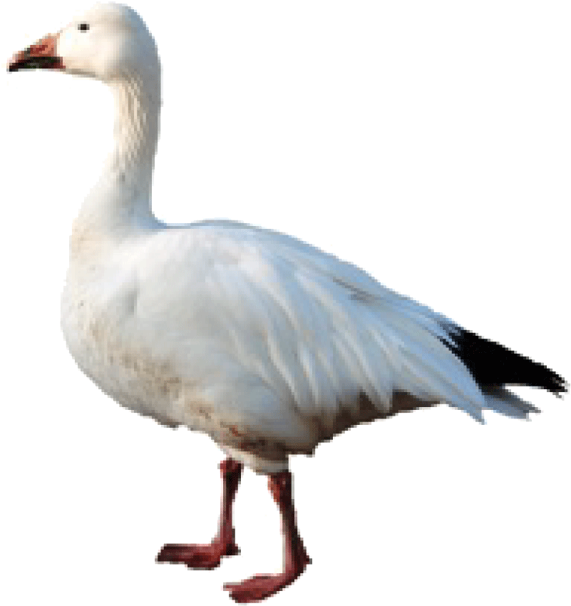 Download Goose Hunting - Snow Goose PNG Image with No Background