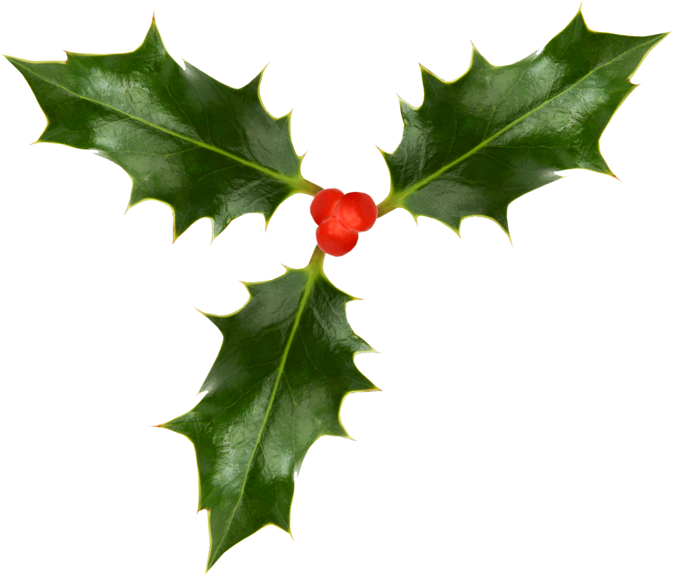 Download Transparent Holly Real Svg Black And White Holly Leaf Transparent Background Png Image With No Background Pngkey Com