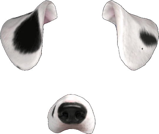 Download Snapchat Transparent Dog Snapchat Filters Transparent Png Image With No Background Pngkey Com