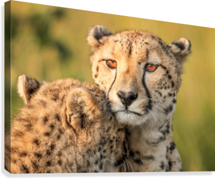 Cheetah Eyes Canvas Print - Cheetah Eyes - Free Transparent PNG ...