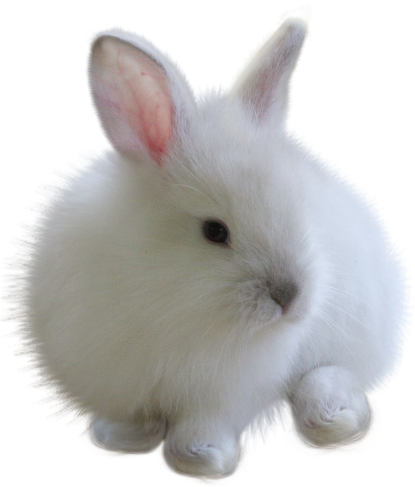 Fuzzy Bunny White Rabbitfreetoedit - White Bunny Png (1030x1024), Png Download