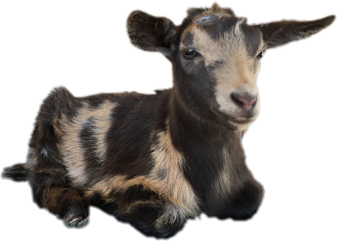 Goat (669x480), Png Download