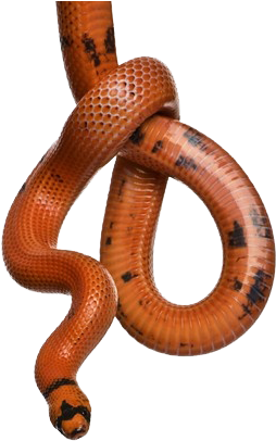 Download Snake - Snake Hanging PNG Image with No Background 