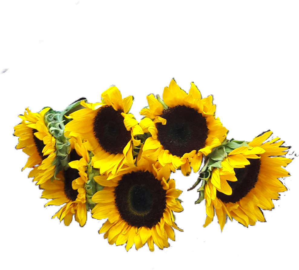 Download Girasoles Png PNG Image with No Background - PNGkey.com