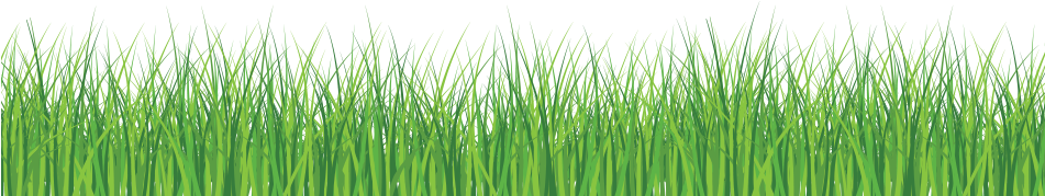 Download Grass Front - Green Grass White Background PNG Image with No ...