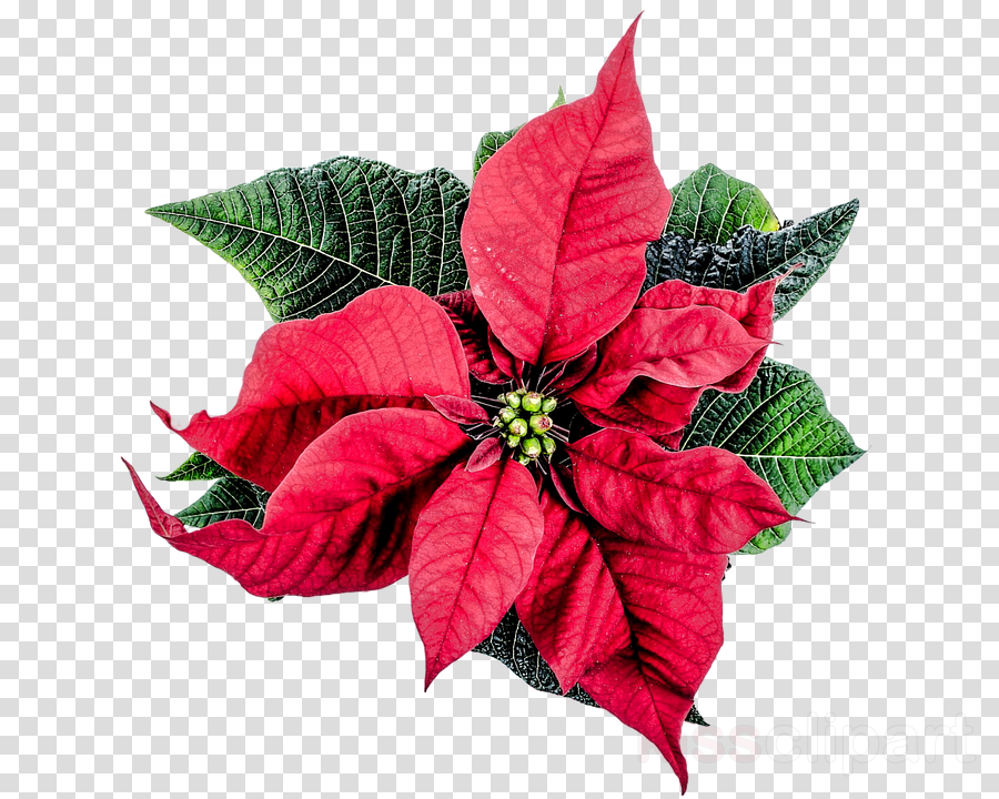Christmas Flower Png Clipart Poinsettia Christmas Day (900x720), Png Download