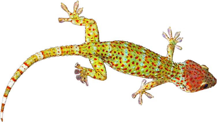 Geckos Transparent Images Png (800x450), Png Download