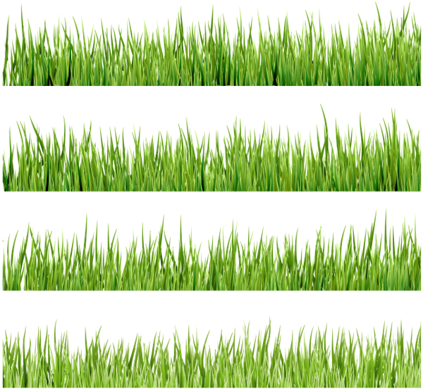 Флора, Зеленая Трава, Green Grass (600x560), Png Download