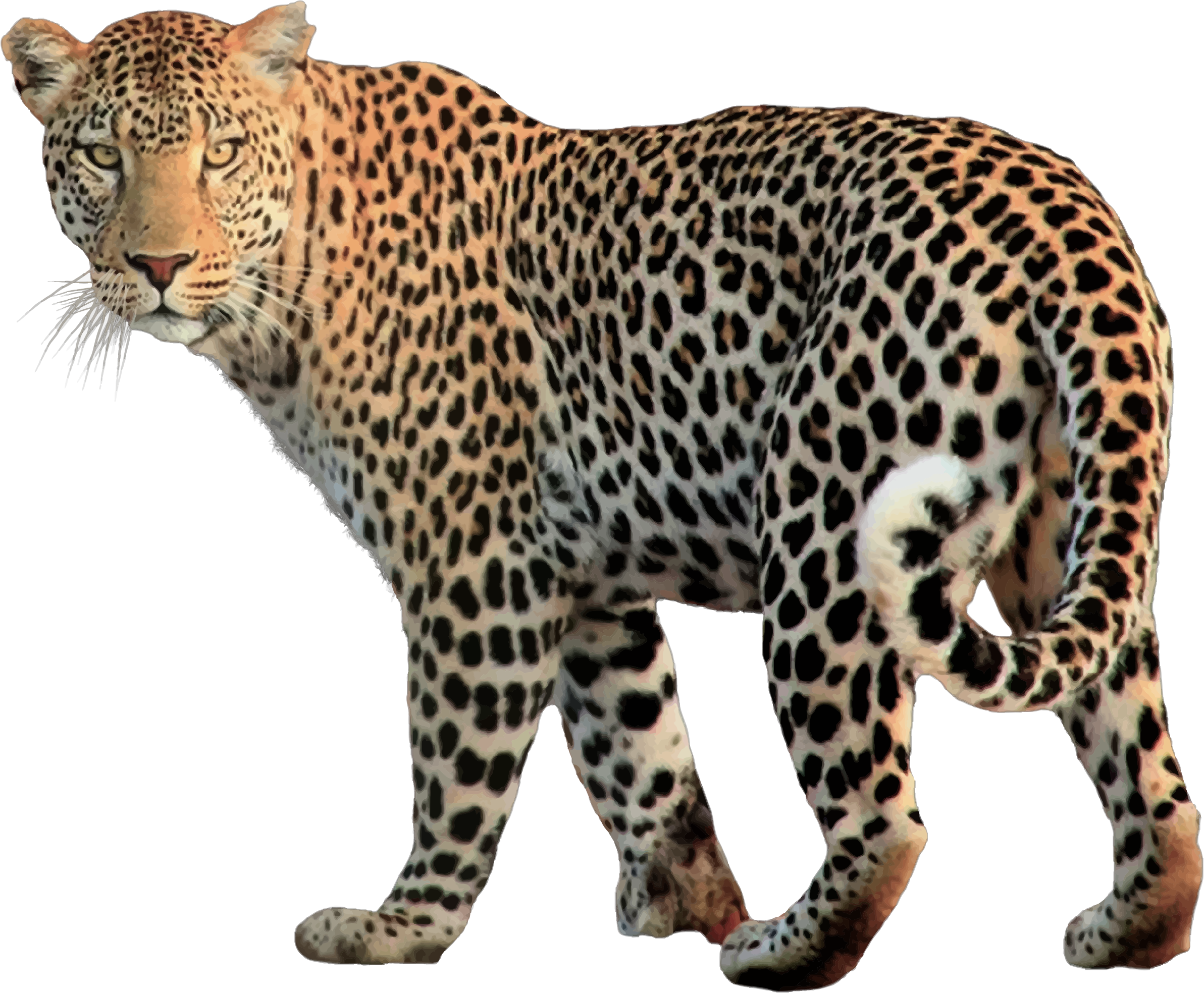 Download Animal Png Clip Freeuse Download Jaguar Png Png Image With No Background Pngkey Com