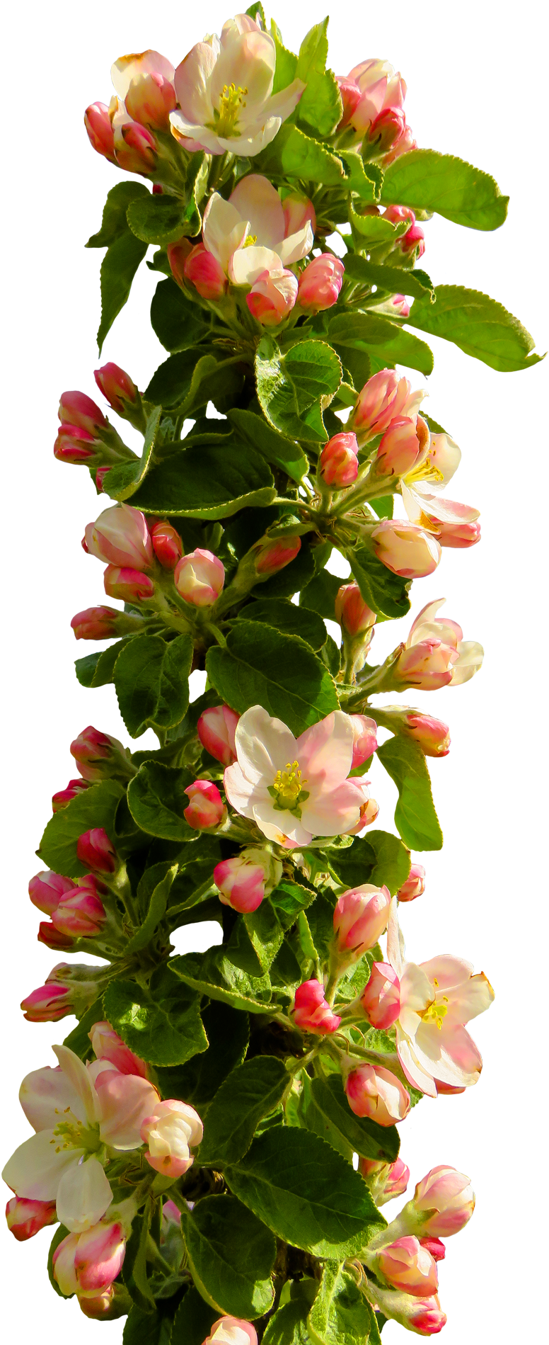 Download Spring Flower Png - Flowers Png Images Hd PNG Image with No  Background 