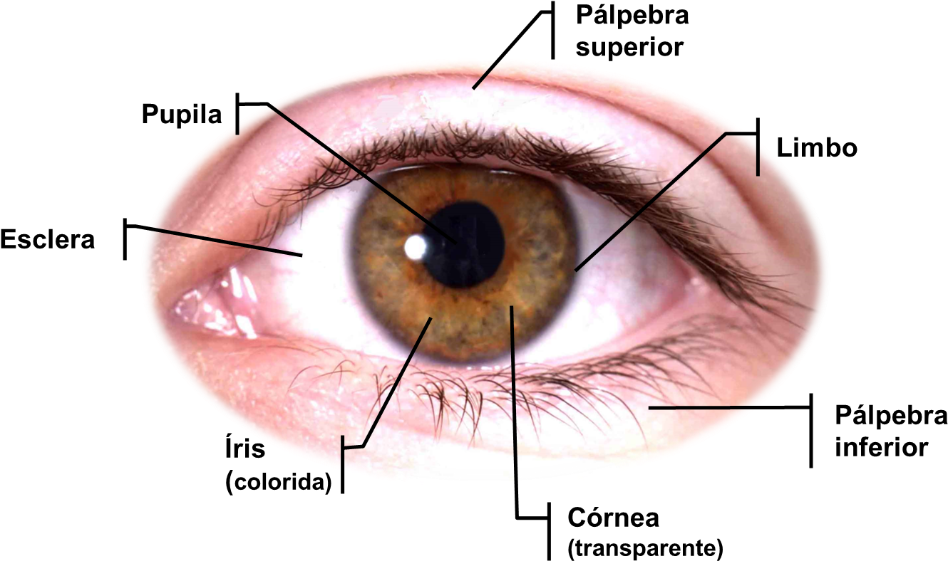 Download Anatomia Dos Olhos PNG Image with No Background - PNGkey.com