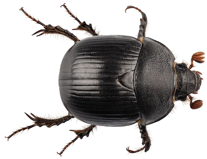 Download Black Beetle Png Transparent PNG Image with No Background ...