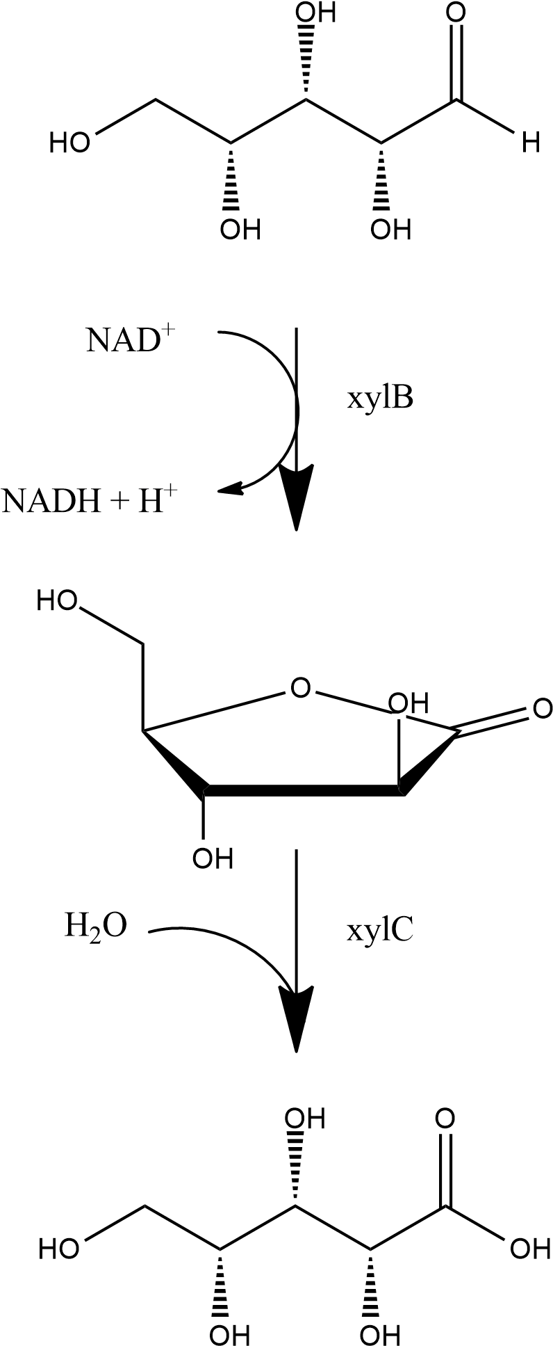 D-xylonic Acid Producing Operon (813x1956), Png Download
