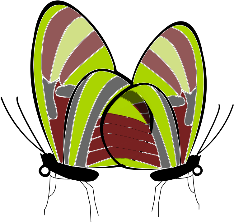 This Png File Is About Butterflies , Papillon , Butterfly (800x758), Png Download