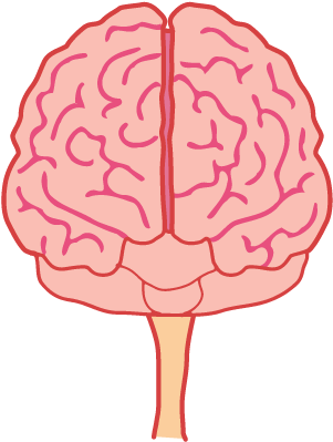 Animated Brain Png - Brain Front View Png - Free Transparent PNG ...