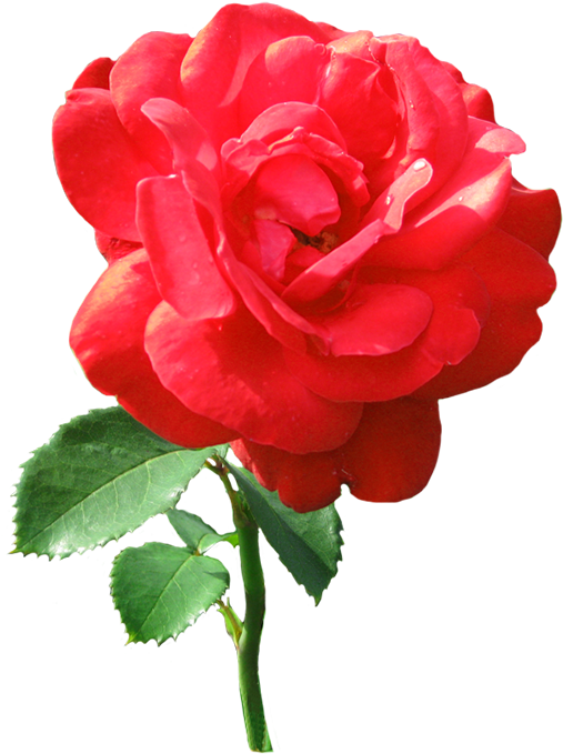 Single Red Rose With Dew Drops - Rose Clip Art - Free Transparent PNG ...