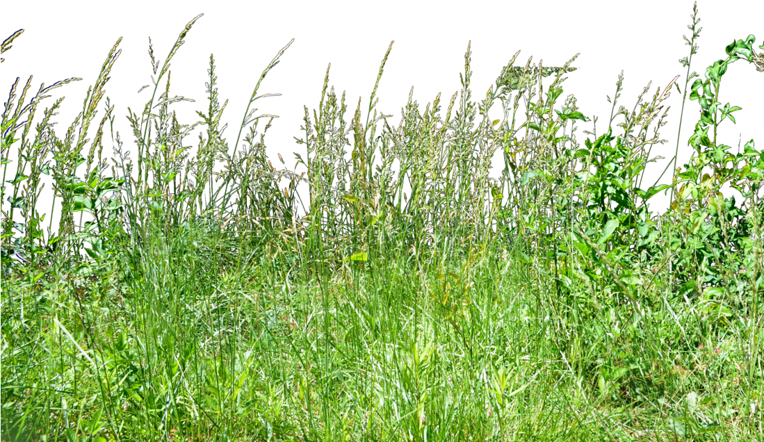 Download Tall Grass Png Tall Grass Grass Png Png Image With No Background 4251