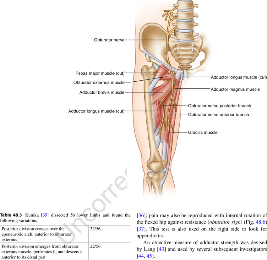 Download Anatomy Of The Obturator Nerve Png Image With No Background Pngkey Com