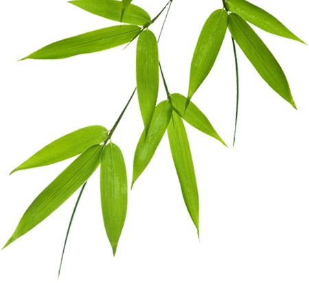 Download Bamboo Leaves Png PNG Image with No Background - PNGkey.com