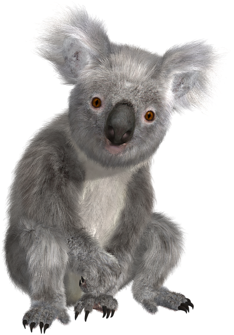 Koala Png Koala Transparent Background Free Transparent Png