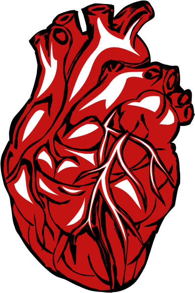 download real heart png clipart heart disease icon png image with no background pngkey com download real heart png clipart heart