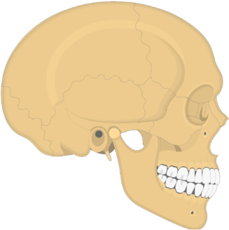 Download Skull Bones - Lateral View - Skull PNG Image with No ...