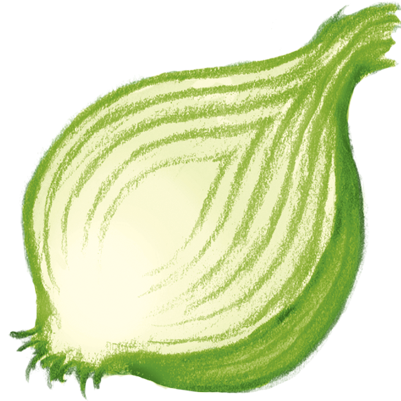 Onion - Illustration (582x596), Png Download